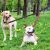 PLUSHCEWT Double Leash for 2 Dogs view 3