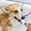 NOLITOY 6-Pack Soft Finger Toothbrushes for Dogs and Cats view 3
