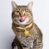 DOITOOL Decorative Cat Collar with Bell, Adjustable Lightweight Pet Collar for Kittens, Skin-Friendly and Comfortable view 2