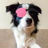 Lurrose Comfortable Dog Eye Patch view 4