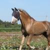 Breathable Comfort Gear for Horses view 4