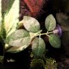 Generic Aquarium Plants - Leaf Pad with Suction Cup view 2