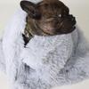 Warm and Cozy Pet Blanket for Dogs and Cats view 4