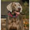 Alpha Dog Collar with Handle - Thick Adjustable Tactical Collar for Medium to Large Dogs view 4