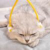 jojnsha Multi-Purpose Cat Grooming Roller Massager view 2
