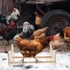 Homoyoyo Beige Chicken-Shaped Perch Stand for Poultry view 2