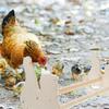 Homoyoyo Beige Chicken-Shaped Perch Stand for Poultry view 3