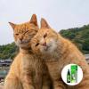 Pet Forbidden Spray - Calming Spray for Training Pets, 50ml view 3