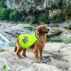 Reflective Dog Vest view 3