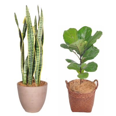 Coconut Fiber for Plants - 100g Natural Coating
