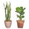 Coconut Fiber for Plants - 100g Natural Coating view 1