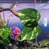 Betta Fish Bed - Leaf Aquarium Decor view 2
