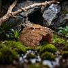 Toad Hideout Resin Shelter Cave view 2