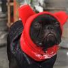 Dog Beanie Hat view 2
