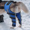Baoqifong Dog Leg Brace, Knee Support for Dogs – Rear Leg view 3