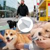 Adjustable Dog Muzzle for Small to Medium Breeds view 4