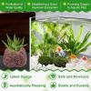 Ahuuen Plant Holder for Aquarium view 2