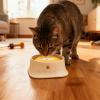 Dog Water Dispenser | Leak-Proof Floating Bowl with Large Capacity view 2