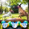Soft Dog Muzzle with Adjustable Strap and Breathable Front Opening view 2