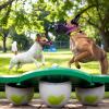 Soft Dog Muzzle with Adjustable Strap and Breathable Front Opening view 3