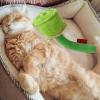 Catnip Toy | Interactive Chew Toy with Sound view 2