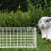 JOINPAYA Weier Iron Rabbit Hay Feeder with Sturdy Frame view 4
