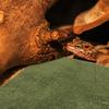 Homoyoyo Reptile Carpet, Moisture-Retaining Sponge and Fiber Substrate, Light Green view 3