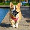 HOODANCOS Adjustable Breathable Mesh Muzzle for Large Dogs view 4