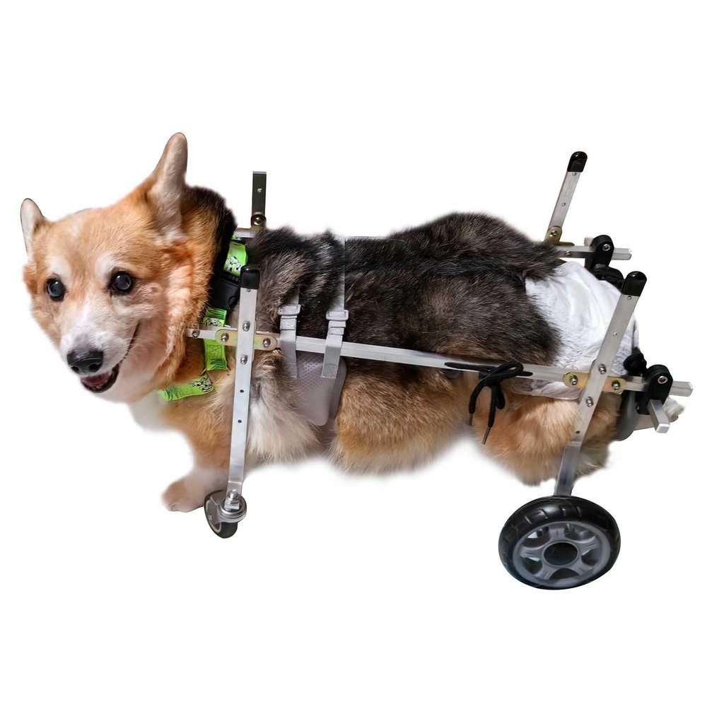 GDHKDDFL Metal Pet Wheelchair for Dogs, Size M