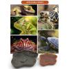 Gissroys Spacious Reptile Water and Food Bowl with Non-Slip Ramp view 3