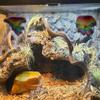 Reptile Tank Decoration view 4