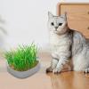 Cat Grass Pot - Whale Shape view 2