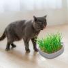 Cat Grass Pot - Whale Shape view 3
