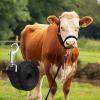 Generic Adjustable Cow Halter, Heavy-Duty view 3
