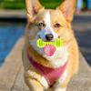 BAZEITFLOW Rubber Dog Toy with Cotton Rope view 4
