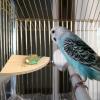 Bird Perch Platform Toy view 2