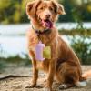 Leak-Proof Dog Waste Bag Holder view 2
