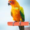Bird Cage Perch - Textured Grinding Stick view 2