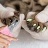 Cat Nail Clippers for Kittens and Puppies view 2