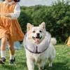 Inflatable Dog Cone with Adjustable Cushion view 3