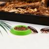 Feeder for Dubia Roaches | 12 Non-Slip Feeding Bowls view 3