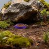 Generic Feeder for Dubia Roaches - 12 Pack view 3