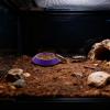 Generic Isopod Feeding Bowl - 12 Pack view 2