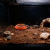Roach Feeder with Non-Slip Enclosure view 2