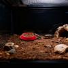 Dubia Roach Feeder Bowls for Terrariums view 2