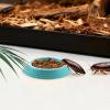 Isopod Feeding Bowl view 3