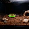Isopod Feeding Bowl for Terrariums view 2