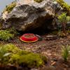 Roach Feeder - Non-Slip Feeding Bowls for Isopods and Springtails view 2