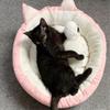 IWENZHKPA Triangle Cave Bed for Dogs and Cats, Pink, 44 x 44 cm view 3