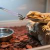 Feeding Tweezers - Long Curved Reptile Tool view 2